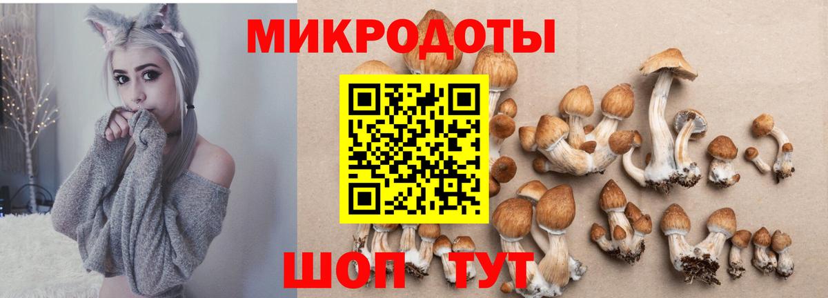 Псилоцибиновые грибы Psilocybine cubensis  Кудрово 